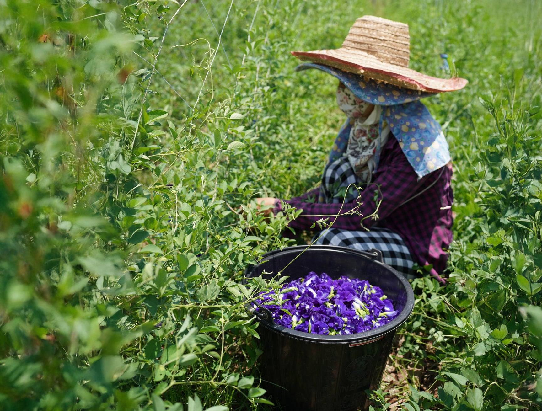 Pillangóborsó virág farm